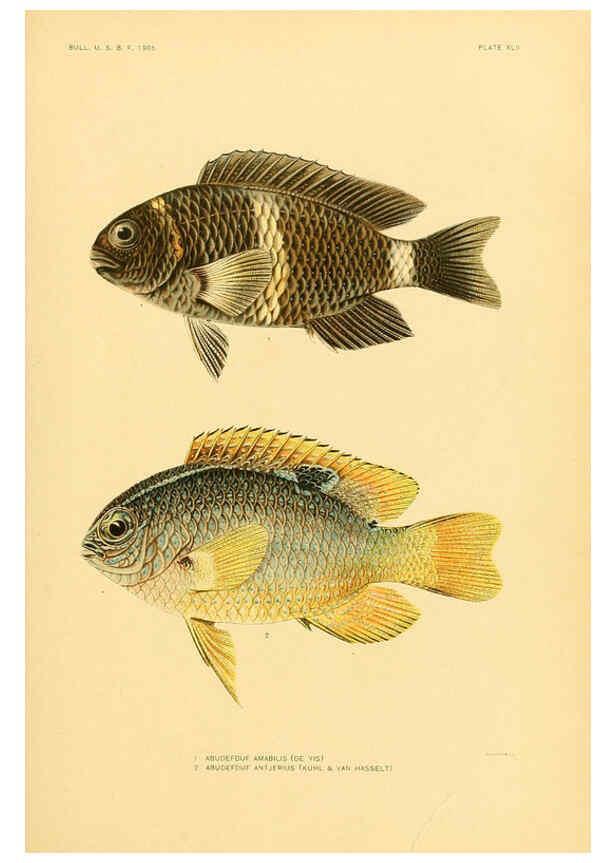 Reproducción/Reproduction 5998449077: The fishes of Samoa Washington,Government print off.,1906
