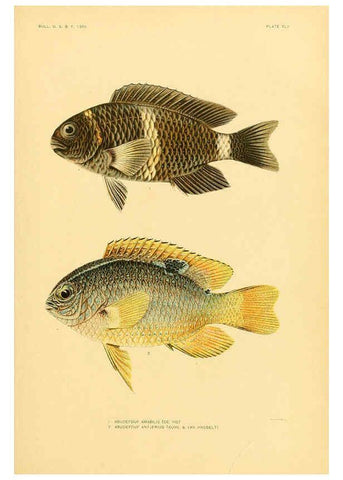 Reproducción/Reproduction 5998449077: The fishes of Samoa Washington,Government print off.,1906