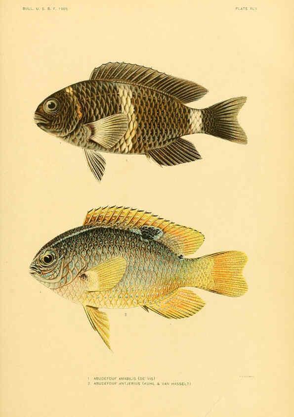 Reproducción/Reproduction 5998449077: The fishes of Samoa Washington,Government print off.,1906