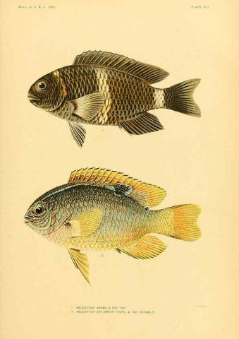Reproducción/Reproduction 5998449077: The fishes of Samoa Washington,Government print off.,1906