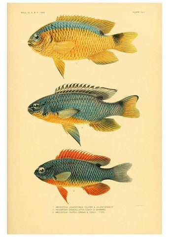 Reproducción/Reproduction 5998997552: The fishes of Samoa Washington,Government print off.,1906