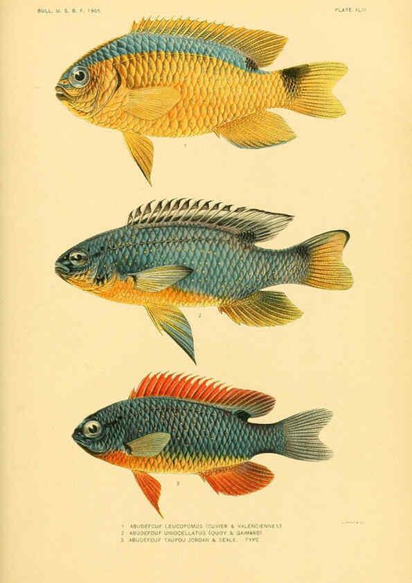 Reproducción/Reproduction 5998997552: The fishes of Samoa Washington,Government print off.,1906
