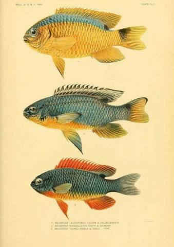 Reproducción/Reproduction 5998997552: The fishes of Samoa Washington,Government print off.,1906