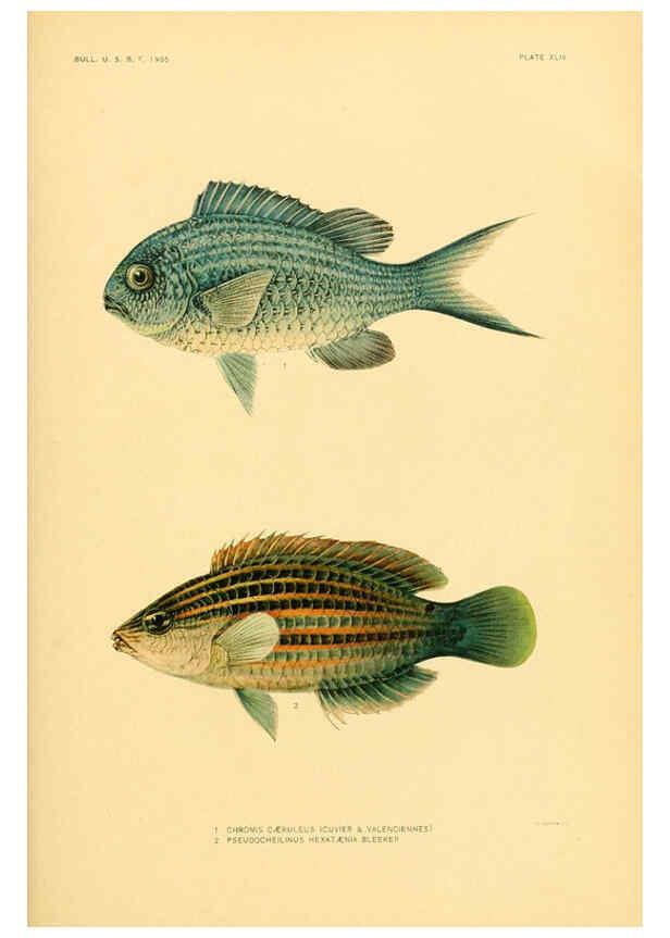 Reproducción/Reproduction 5998450123: The fishes of Samoa Washington,Government print off.,1906
