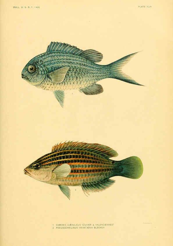 Reproducción/Reproduction 5998450123: The fishes of Samoa Washington,Government print off.,1906