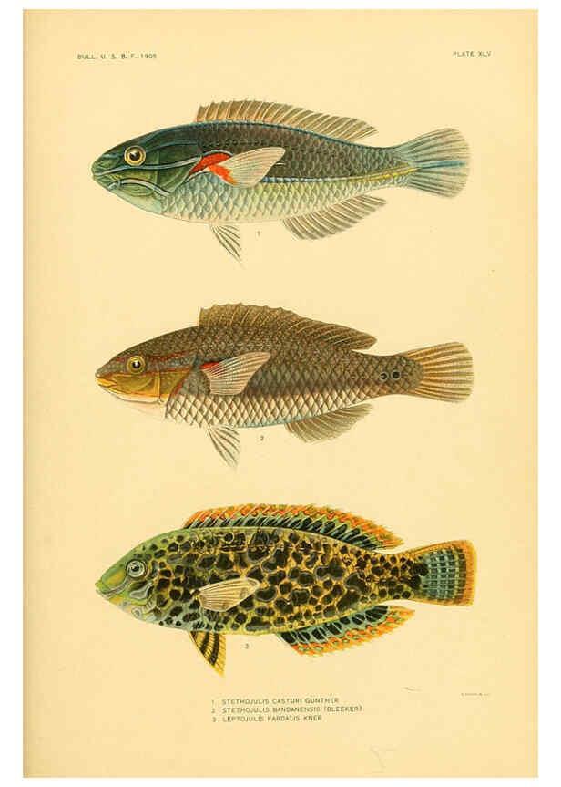 Reproducción/Reproduction 5998450429: The fishes of Samoa Washington,Government print off.,1906