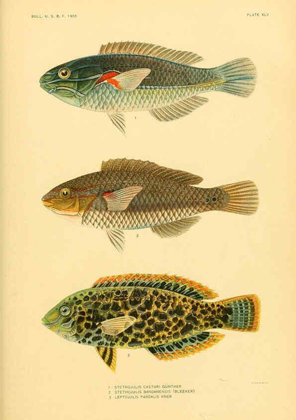 Reproducción/Reproduction 5998450429: The fishes of Samoa Washington,Government print off.,1906