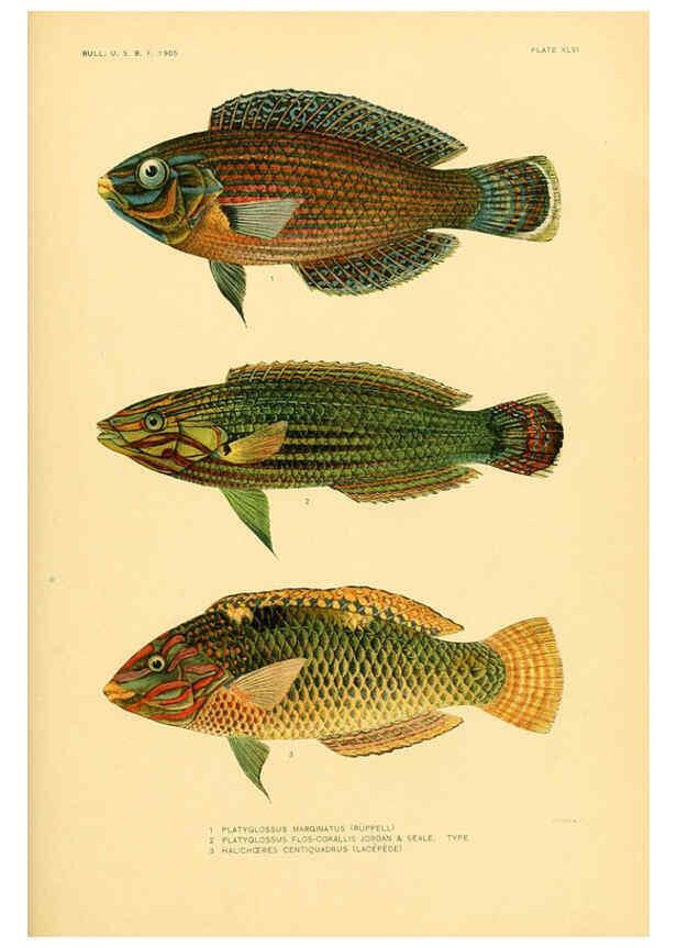 Reproducción/Reproduction 5998450851: The fishes of Samoa Washington,Government print off.,1906