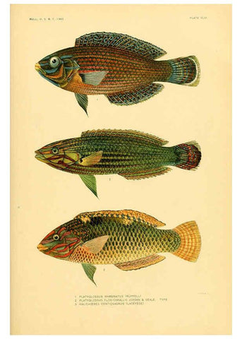 Reproducción/Reproduction 5998450851: The fishes of Samoa Washington,Government print off.,1906