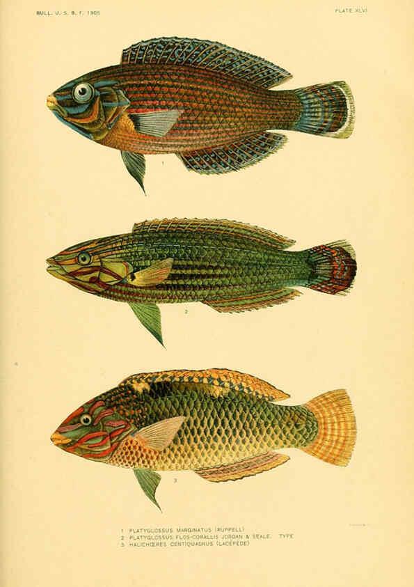 Reproducción/Reproduction 5998450851: The fishes of Samoa Washington,Government print off.,1906