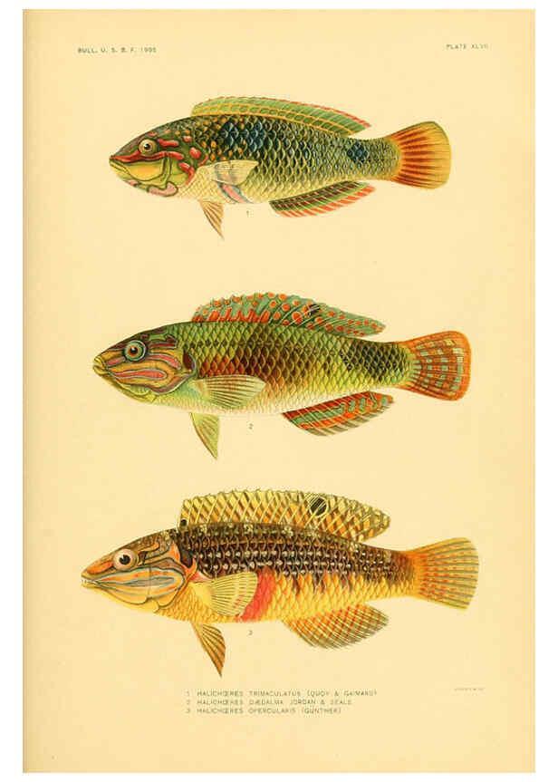 Reproducción/Reproduction 5998999206: The fishes of Samoa Washington,Government print off.,1906