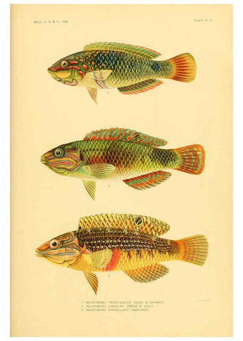 Reproducción/Reproduction 5998999206: The fishes of Samoa Washington,Government print off.,1906