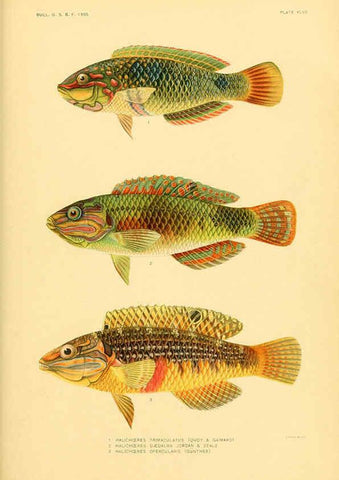 Reproducción/Reproduction 5998999206: The fishes of Samoa Washington,Government print off.,1906