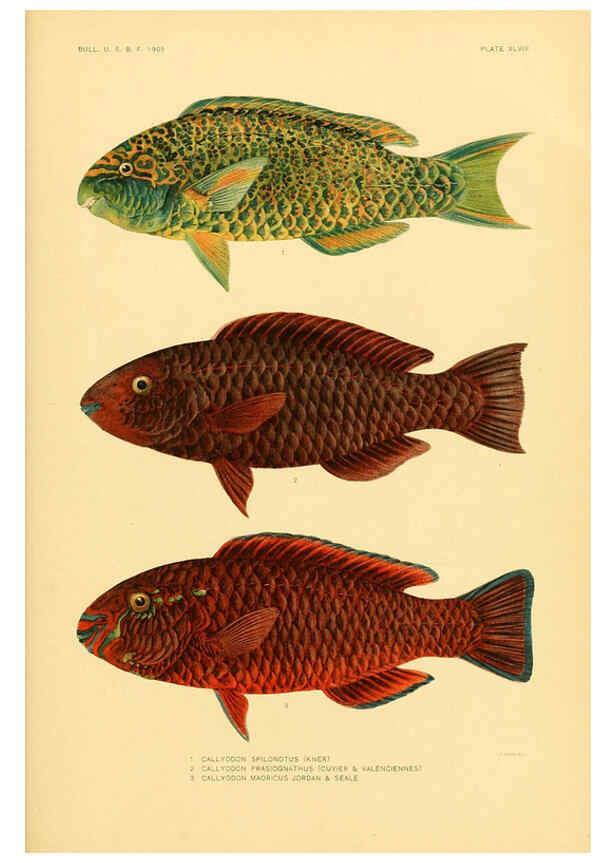 Reproducción/Reproduction 5998451635: The fishes of Samoa Washington,Government print off.,1906