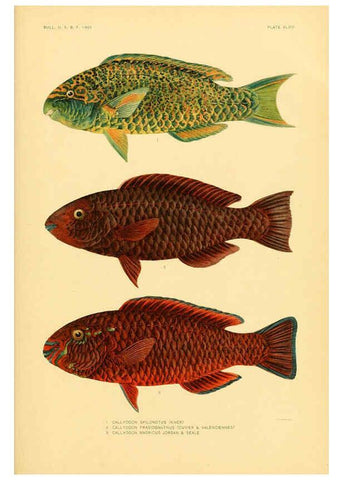 Reproducción/Reproduction 5998451635: The fishes of Samoa Washington,Government print off.,1906