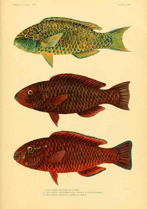 Reproducción/Reproduction 5998451635: The fishes of Samoa Washington,Government print off.,1906