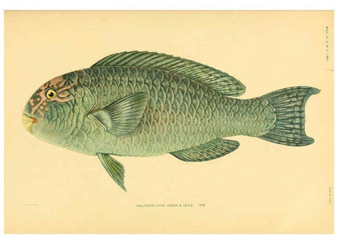 Reproducción/Reproduction 5998999742: The fishes of Samoa Washington,Government print off.,1906