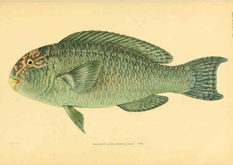 Reproducción/Reproduction 5998999742: The fishes of Samoa Washington,Government print off.,1906