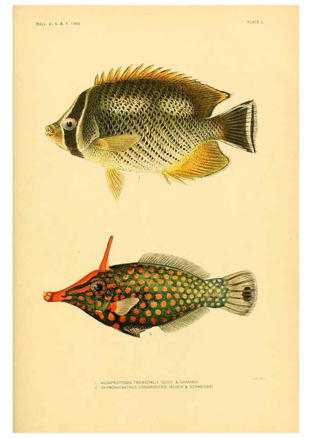 Reproducción/Reproduction 5998452211: The fishes of Samoa Washington,Government print off.,1906