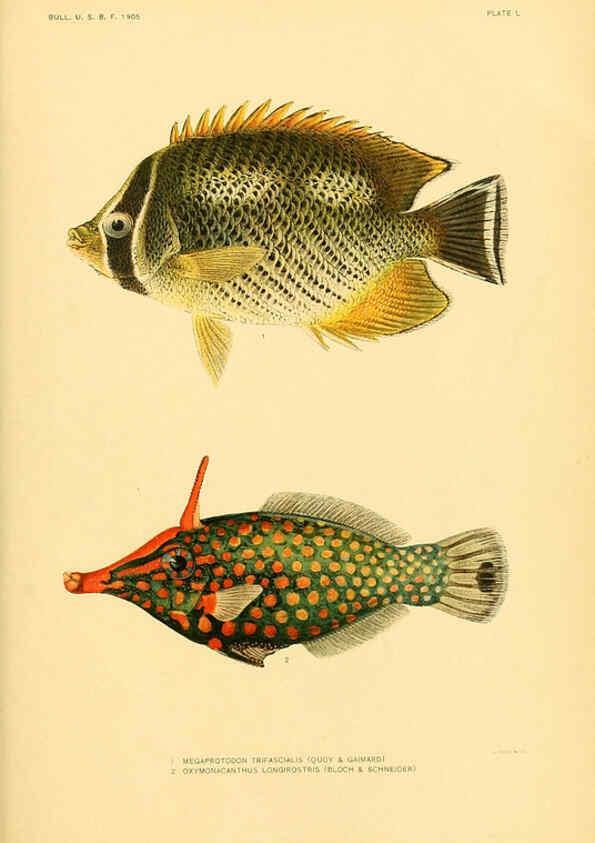 Reproducción/Reproduction 5998452211: The fishes of Samoa Washington,Government print off.,1906