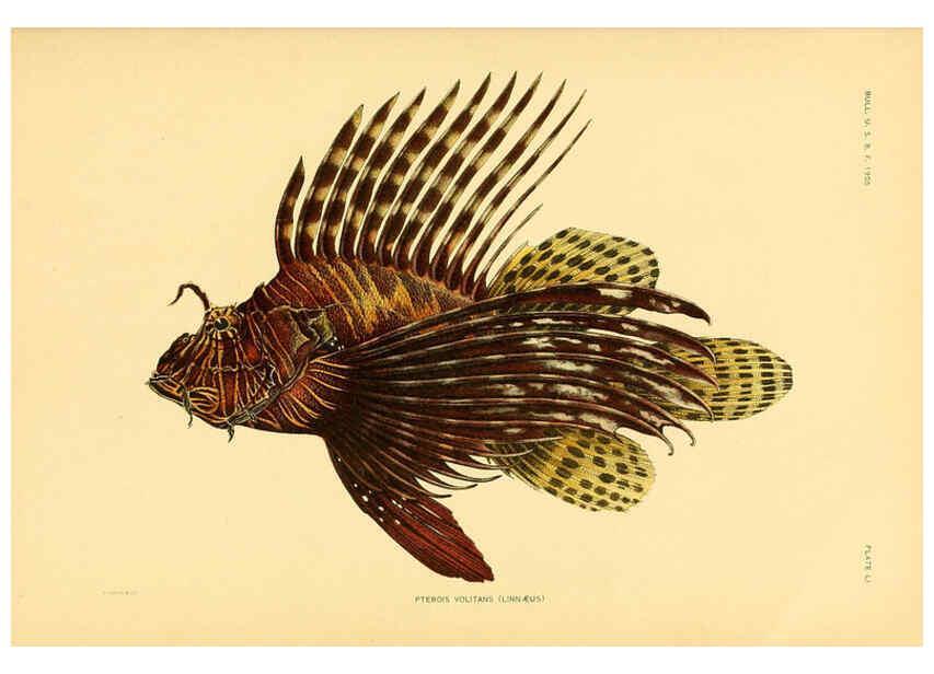 Reproducción/Reproduction 5998452649: The fishes of Samoa Washington,Government print off.,1906