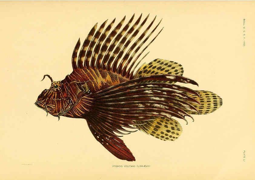 Reproducción/Reproduction 5998452649: The fishes of Samoa Washington,Government print off.,1906