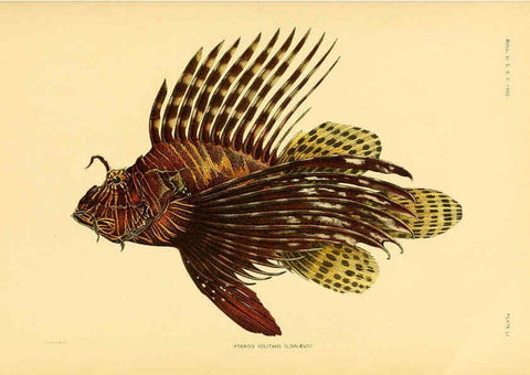Reproducción/Reproduction 5998452649: The fishes of Samoa Washington,Government print off.,1906
