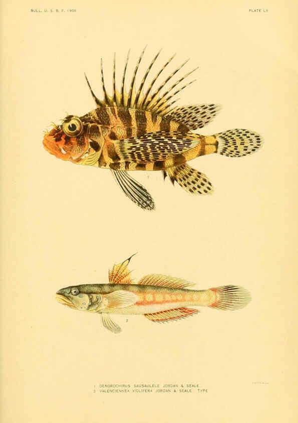 Reproducción/Reproduction 5999000822: The fishes of Samoa Washington,Government print off.,1906