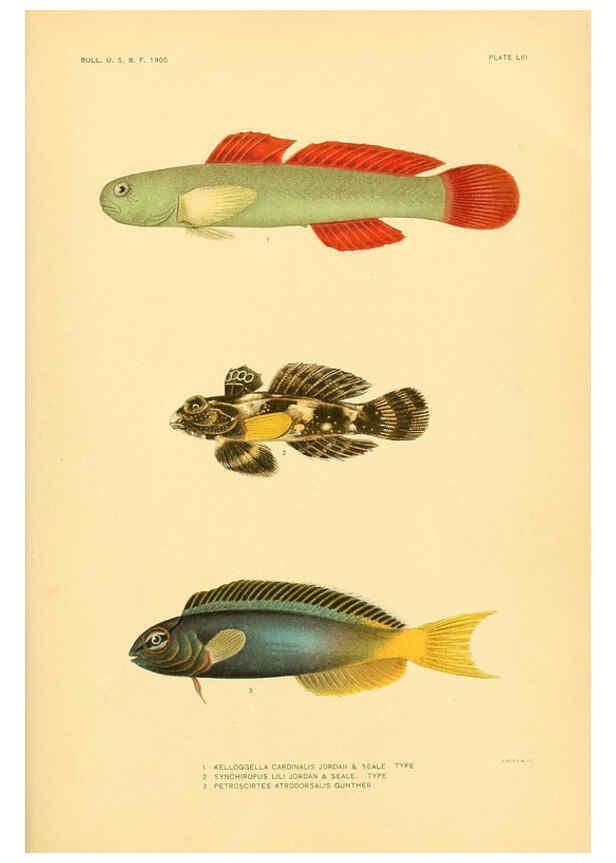 Reproducción/Reproduction 5998453713: The fishes of Samoa Washington,Government print off.,1906