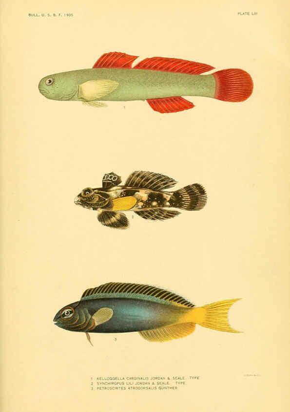 Reproducción/Reproduction 5998453713: The fishes of Samoa Washington,Government print off.,1906