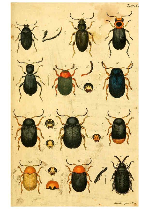 Reproducción/Reproduction 5998531385: Verzeichniss meiner Insecten-Sammlung Nürnberg :Gedruckt auf Kosten des Verfassers,1796