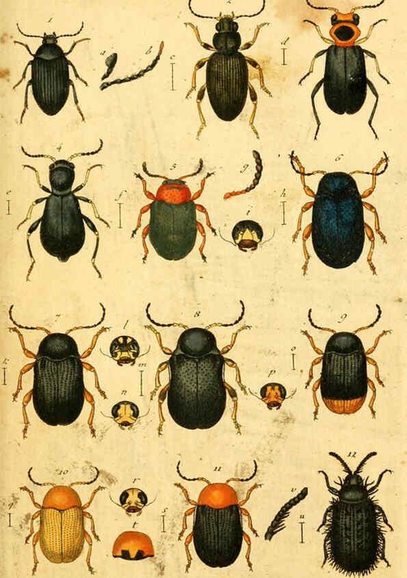 Reproducción/Reproduction 5998531385: Verzeichniss meiner Insecten-Sammlung Nürnberg :Gedruckt auf Kosten des Verfassers,1796
