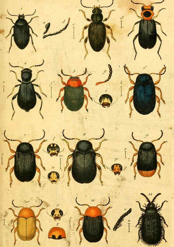 Reproducción/Reproduction 5998531385: Verzeichniss meiner Insecten-Sammlung Nürnberg :Gedruckt auf Kosten des Verfassers,1796