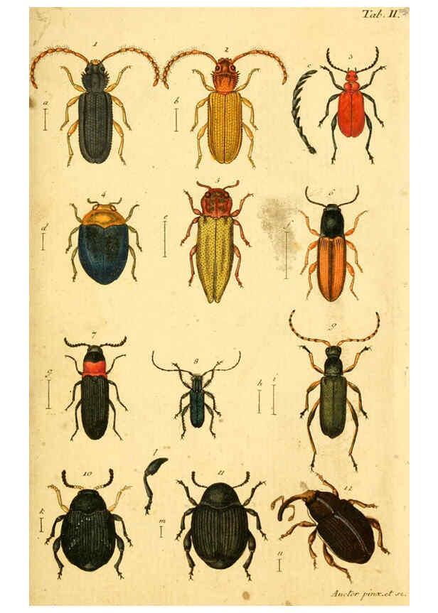 Reproducción/Reproduction 5999078138: Verzeichniss meiner Insecten-Sammlung Nürnberg :Gedruckt auf Kosten des Verfassers,1796