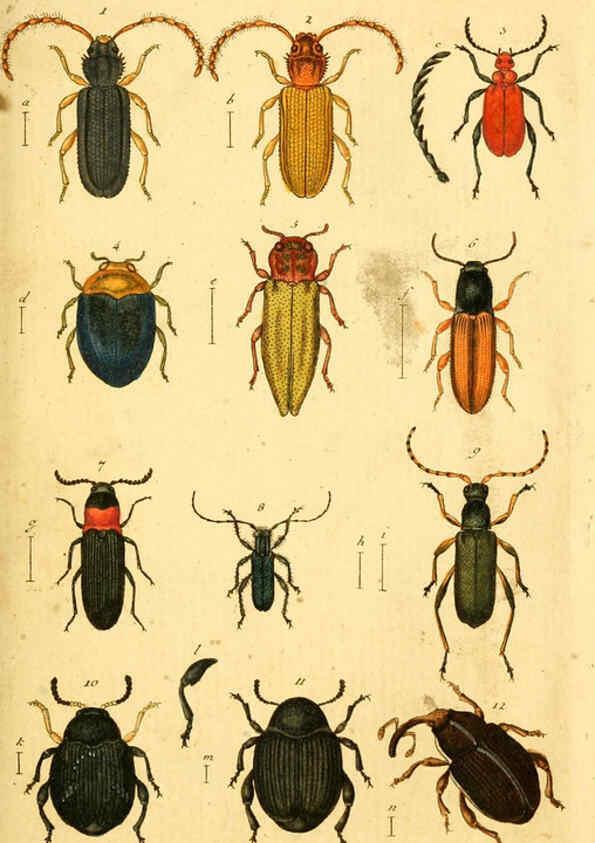 Reproducción/Reproduction 5999078138: Verzeichniss meiner Insecten-Sammlung Nürnberg :Gedruckt auf Kosten des Verfassers,1796