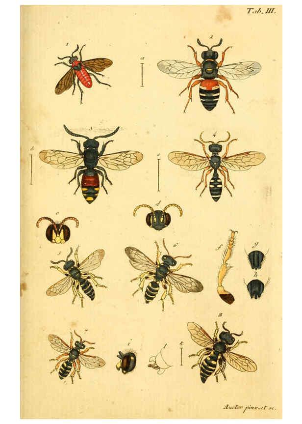 Reproducción/Reproduction 5999078754: Verzeichniss meiner Insecten-Sammlung Nürnberg :Gedruckt auf Kosten des Verfassers,1796
