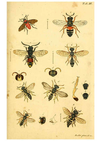Reproducción/Reproduction 5999078754: Verzeichniss meiner Insecten-Sammlung Nürnberg :Gedruckt auf Kosten des Verfassers,1796