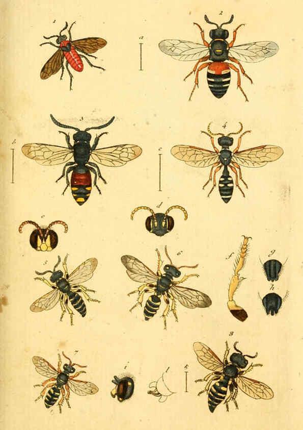 Reproducción/Reproduction 5999078754: Verzeichniss meiner Insecten-Sammlung Nürnberg :Gedruckt auf Kosten des Verfassers,1796