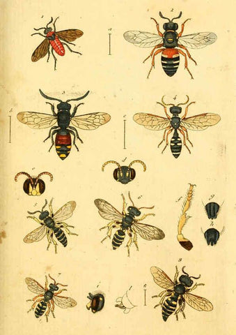 Reproducción/Reproduction 5999078754: Verzeichniss meiner Insecten-Sammlung Nürnberg :Gedruckt auf Kosten des Verfassers,1796