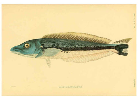 Reproducción/Reproduction 5998995840: The fishes of Samoa Washington,Government print off.,1906