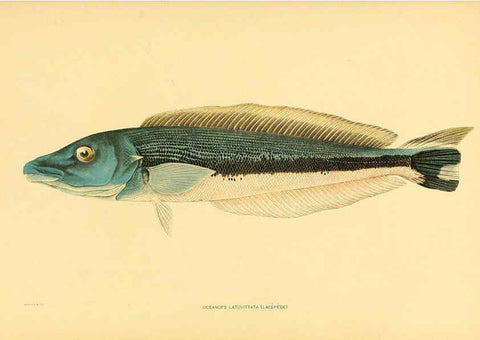 Reproducción/Reproduction 5998995840: The fishes of Samoa Washington,Government print off.,1906