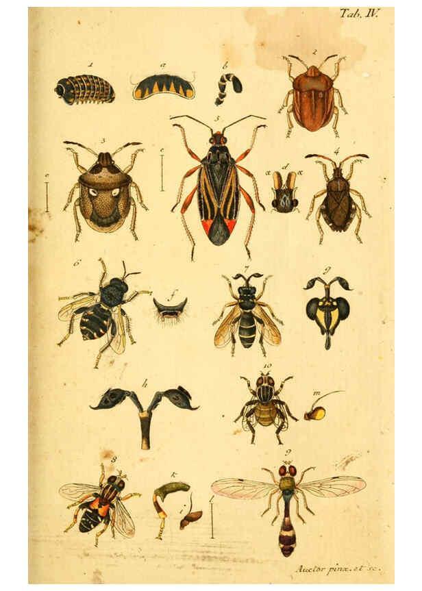 Reproducción/Reproduction 5998532727: Verzeichniss meiner Insecten-Sammlung Nürnberg :Gedruckt auf Kosten des Verfassers,1796