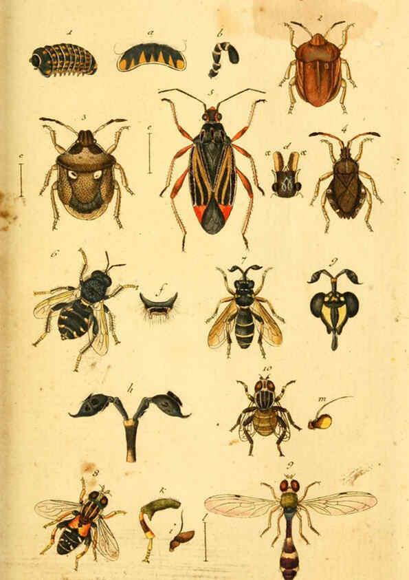 Reproducción/Reproduction 5998532727: Verzeichniss meiner Insecten-Sammlung Nürnberg :Gedruckt auf Kosten des Verfassers,1796