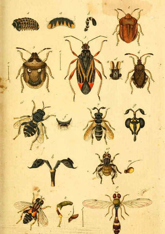 Reproducción/Reproduction 5998532727: Verzeichniss meiner Insecten-Sammlung Nürnberg :Gedruckt auf Kosten des Verfassers,1796