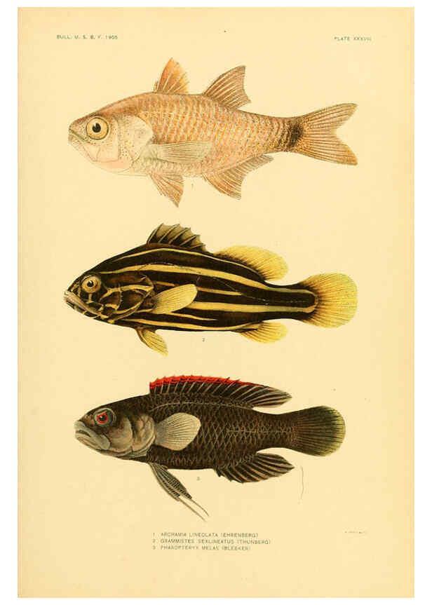 Reproducción/Reproduction 5998447439: The fishes of Samoa Washington,Government print off.,1906