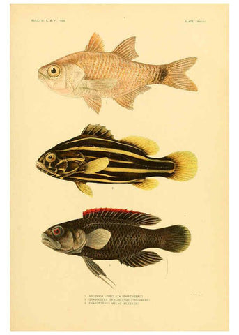 Reproducción/Reproduction 5998447439: The fishes of Samoa Washington,Government print off.,1906