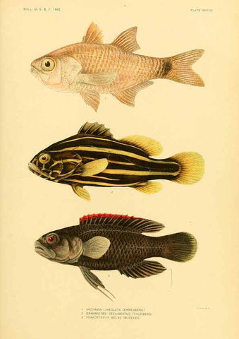 Reproducción/Reproduction 5998447439: The fishes of Samoa Washington,Government print off.,1906
