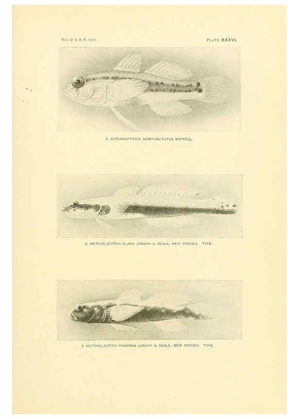Reproducción/Reproduction 5998446435: The fishes of Samoa Washington,Government print off.,1906