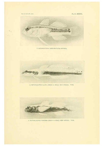 Reproducción/Reproduction 5998446435: The fishes of Samoa Washington,Government print off.,1906