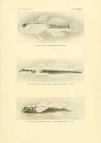 Reproducción/Reproduction 5998446435: The fishes of Samoa Washington,Government print off.,1906